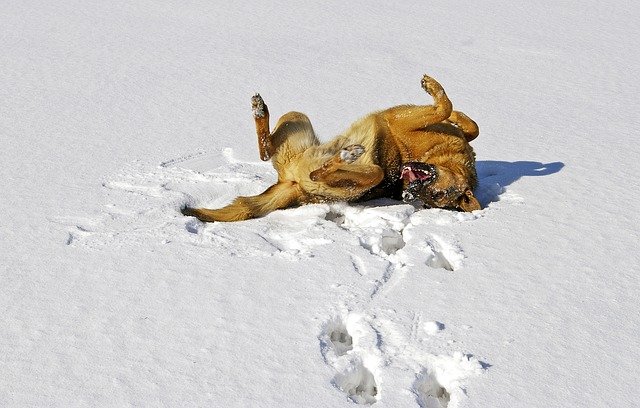 Le chien en hiver